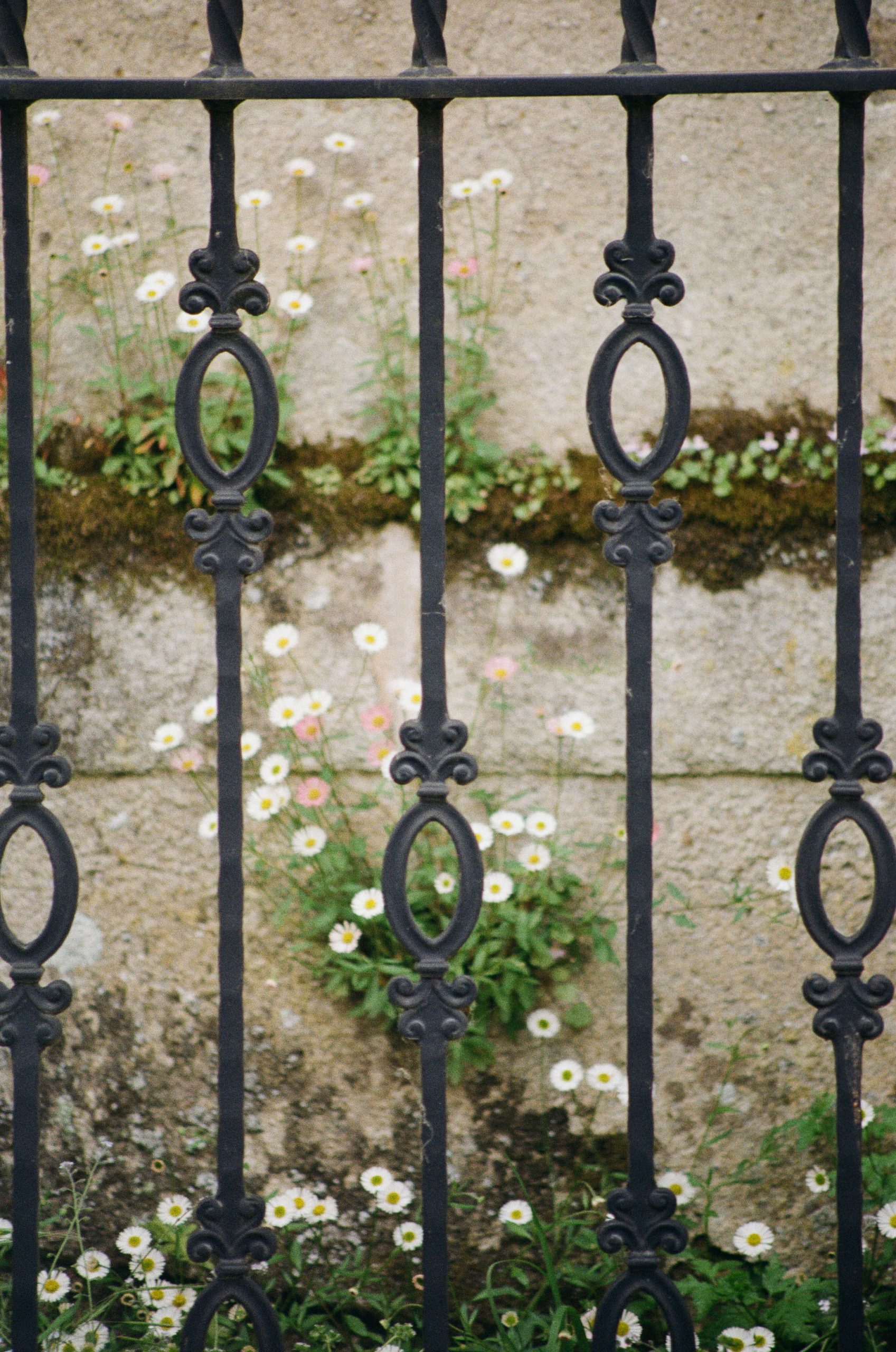 2023-05-13 180916 Urban Nature (Minolta 210mm f4 250)