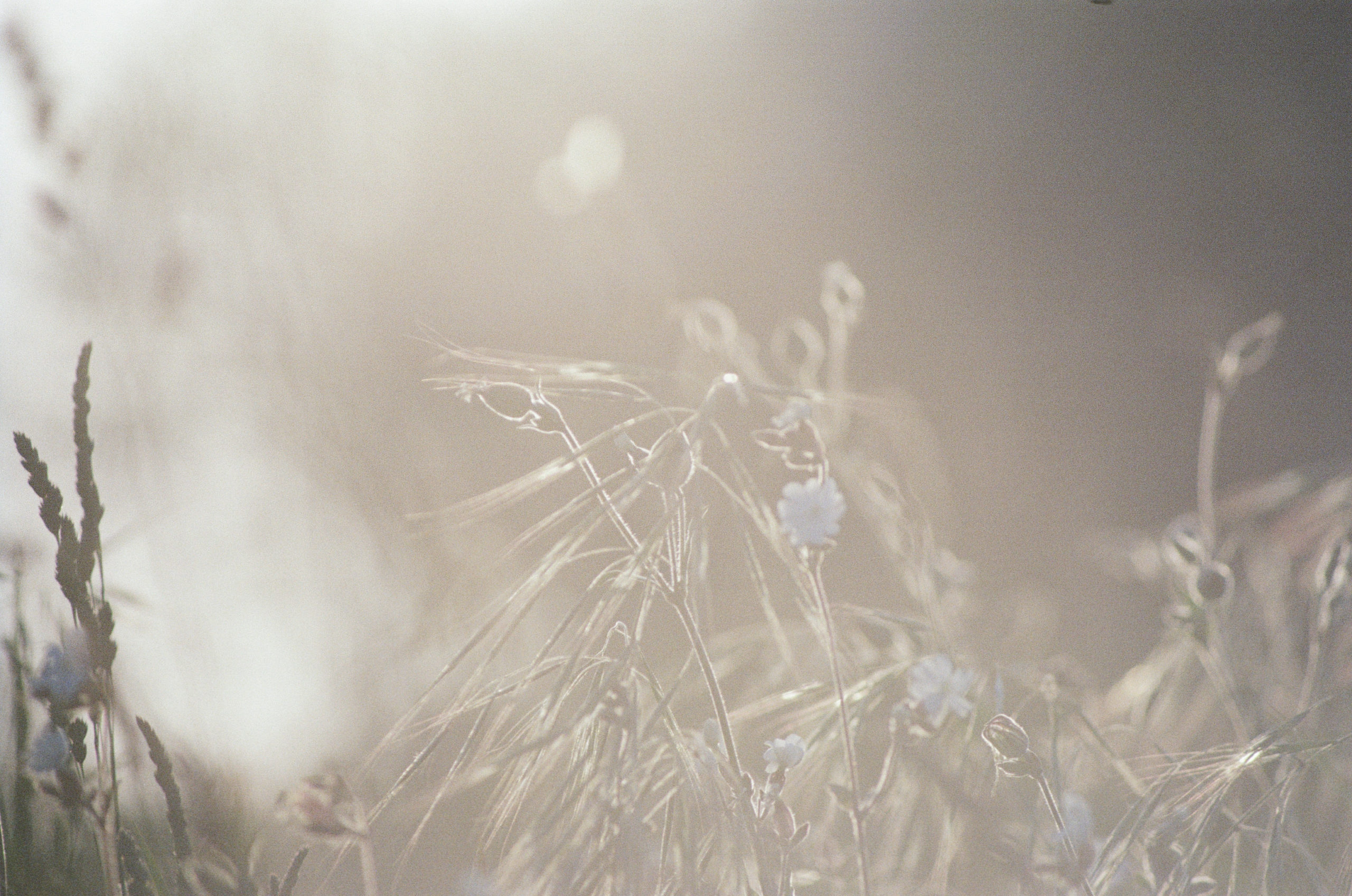 2023-05-13 203431 Nature Light (Minolta 210mm f5.6 1000)