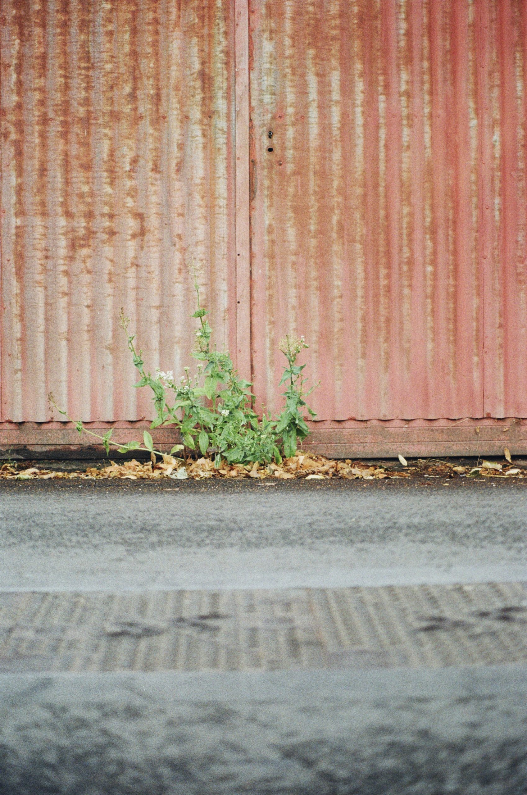 2023-07-09 101705 Urban Nature (Minolta 80mm 1000)