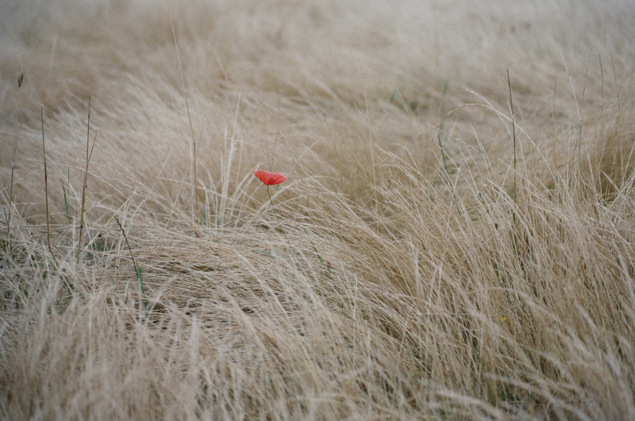 2023-07-09 102620 Nature (Minolta 210mm f4 1000)