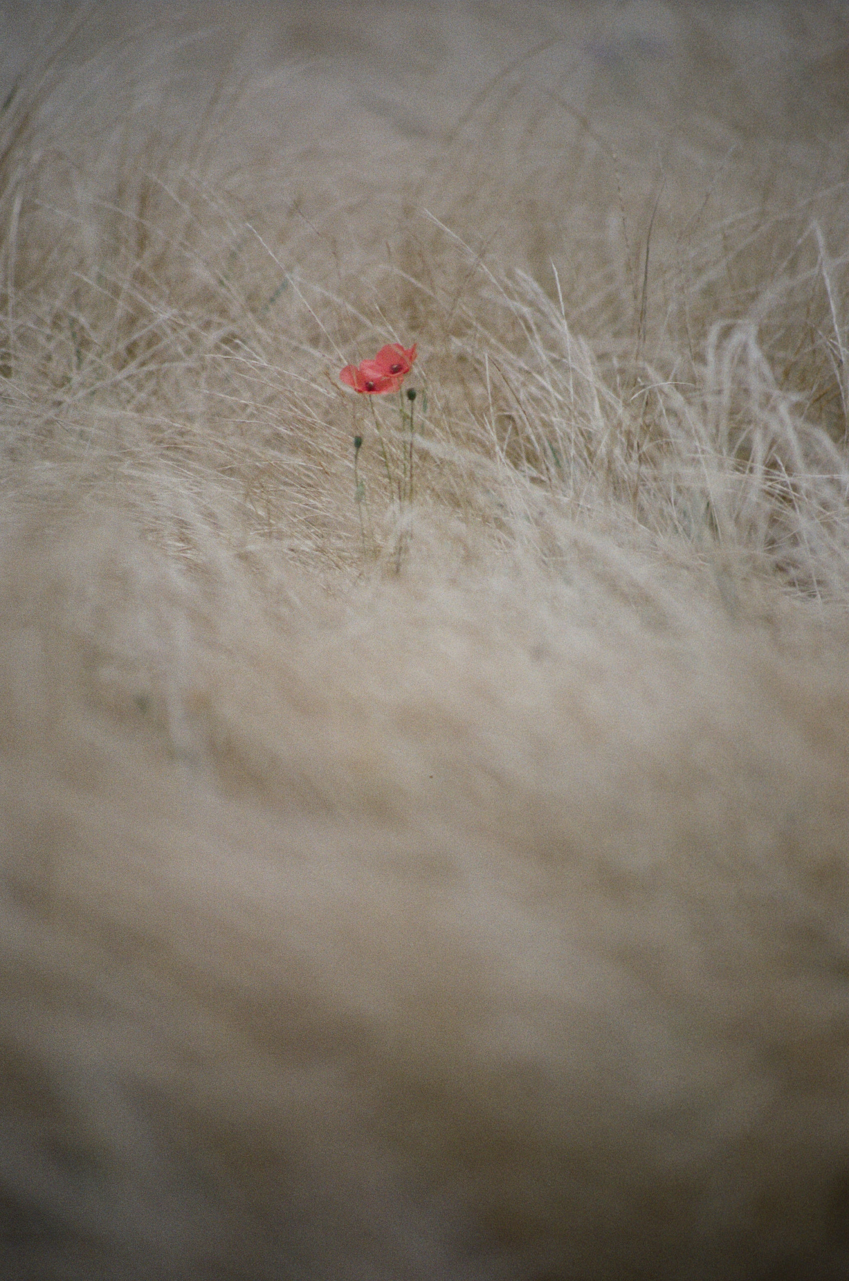 2023-07-09 102630 Nature (Minolta 210mm f4 1000)